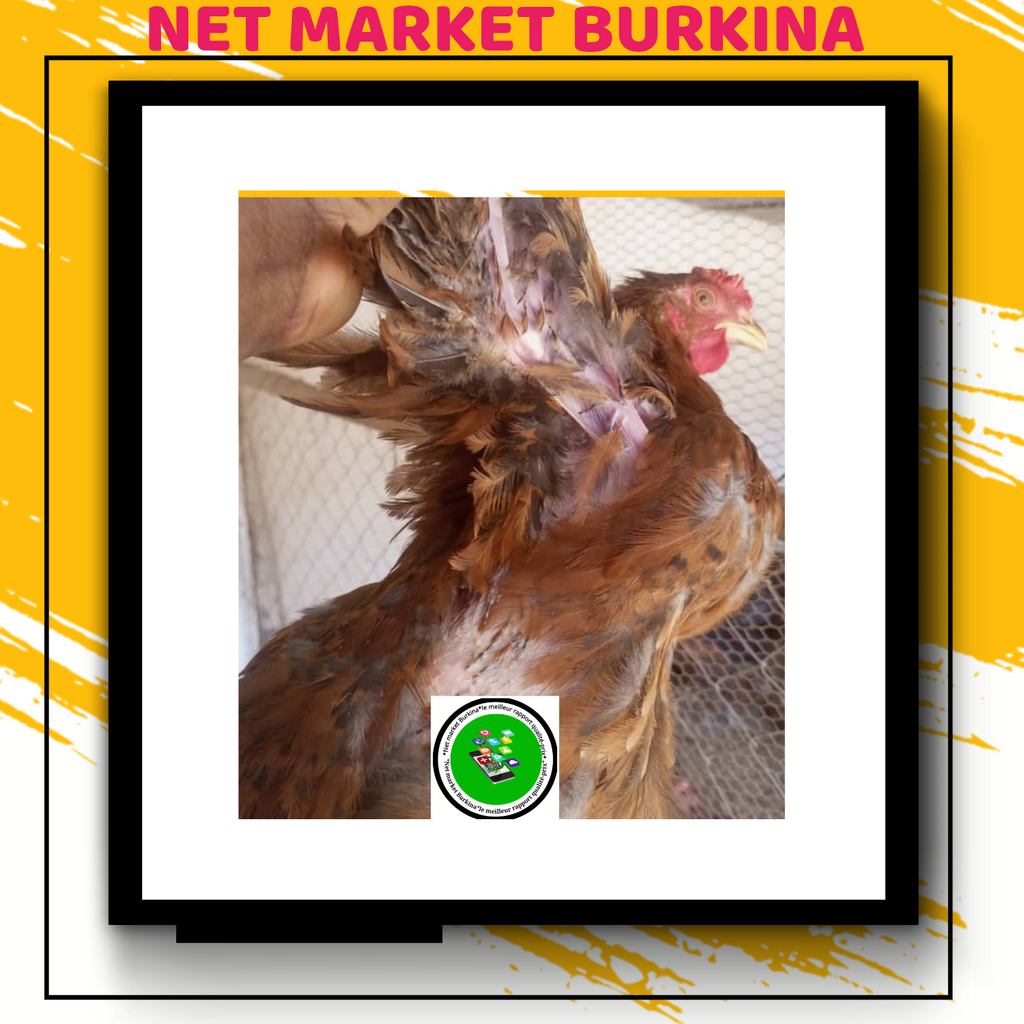 Produits agroalimentaires et d'élevage