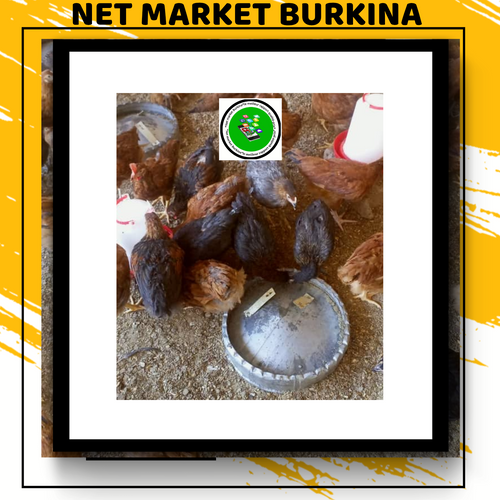 Produits agroalimentaires et d'élevage